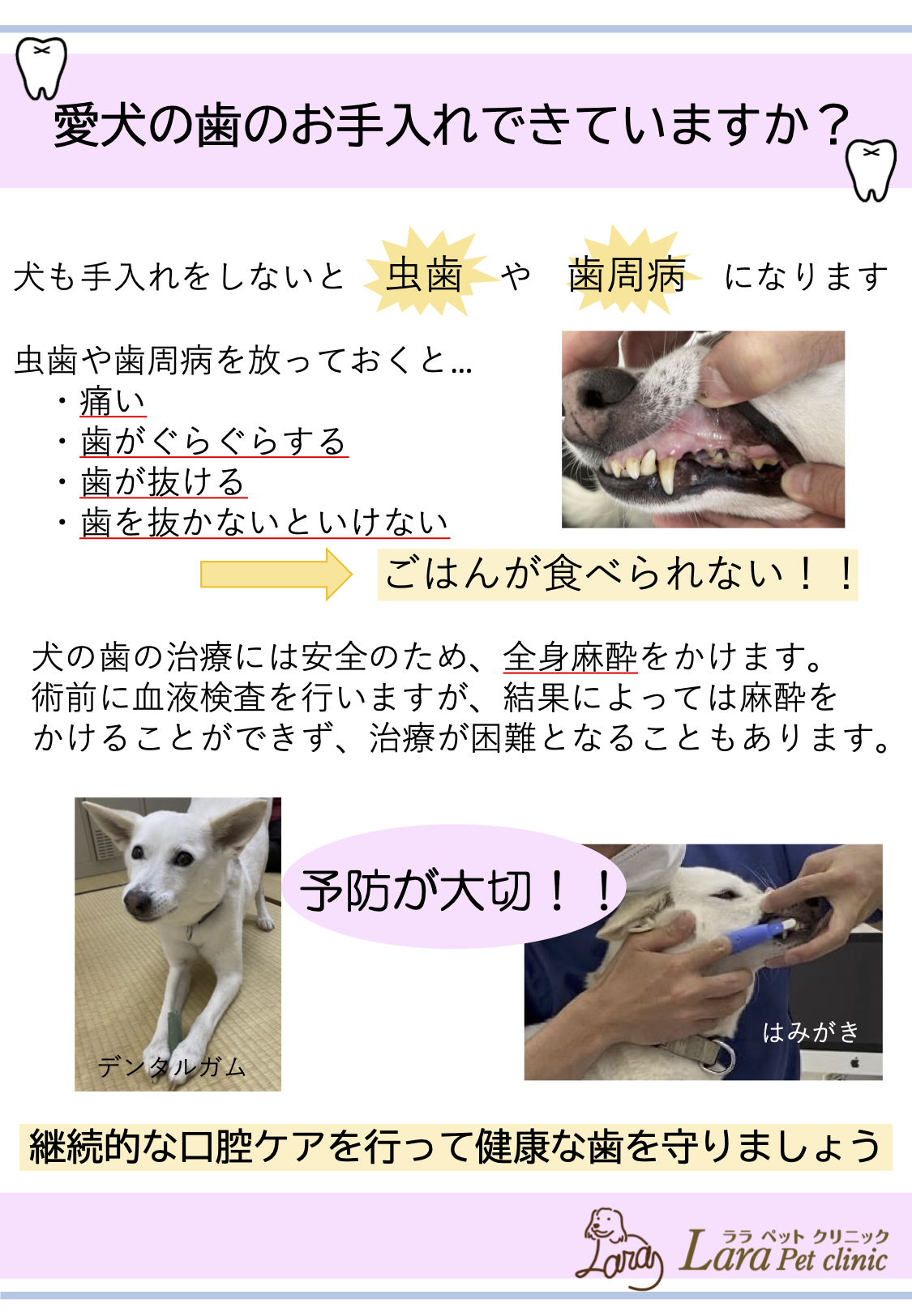 動物病院 動物 歯磨き
